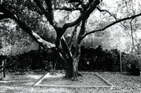 The tree of faith and innocence_Stephanie Rösing_pic01_